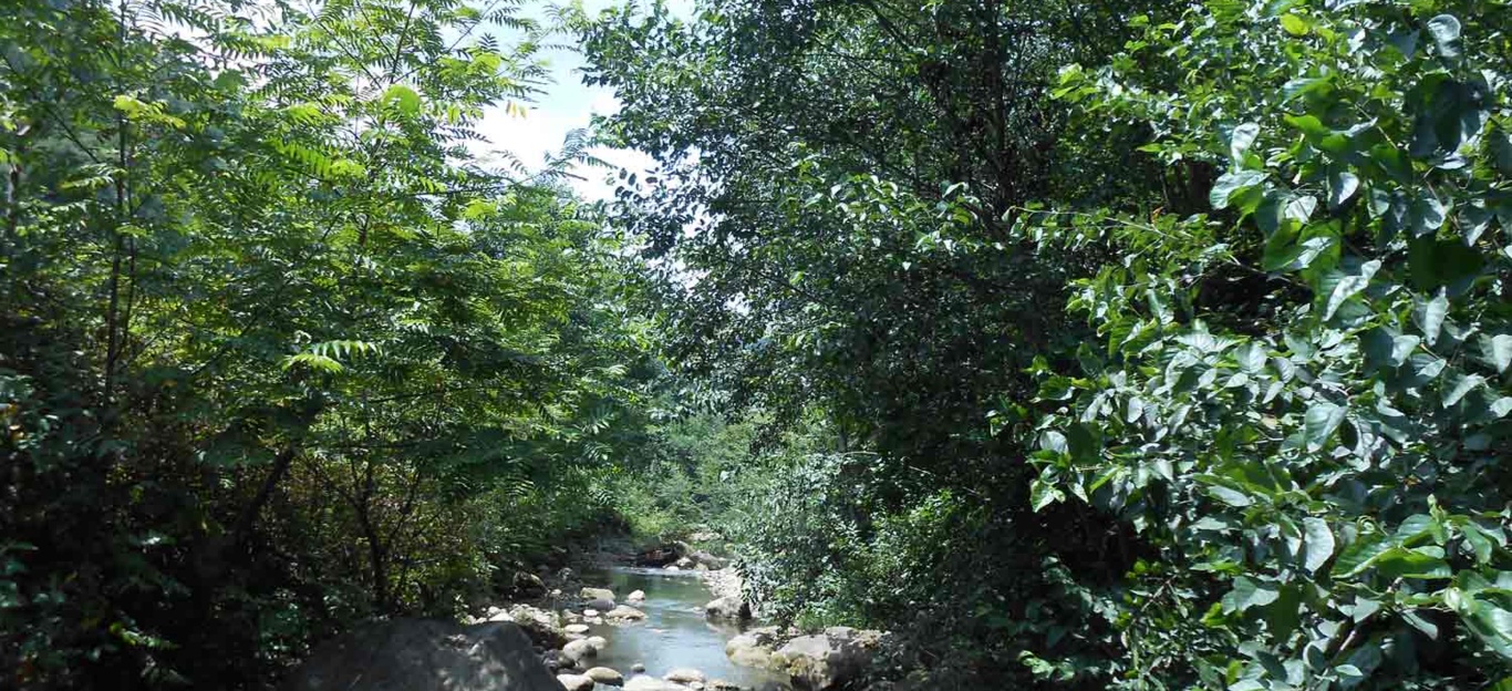 جنگل های هیرکانی