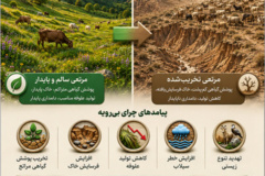 اینفوگرافیک