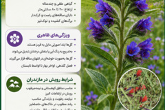 اینفوگرافیک