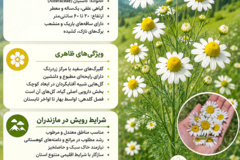 اینفوگرافیک
