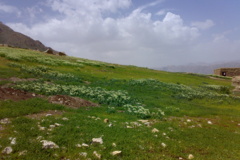 تصاویر مراتع مازندران