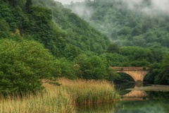 جنگل های هیرکانی