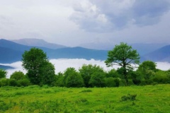 جنگل های هیرکانی