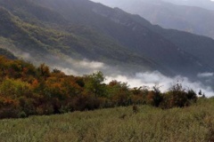 جنگل های هیرکانی