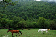 جنگل های هیرکانی