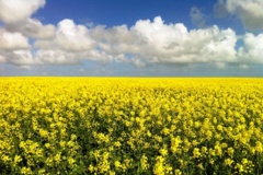 جنگل های هیرکانی