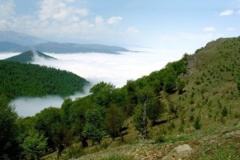 جنگل های هیرکانی