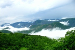 جنگل های هیرکانی