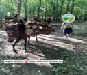 کشف و ضبط یک محموله چوب قاچاق در جنگل‌های هیرکانی شهرستان نور