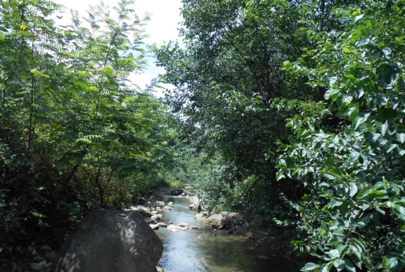 جنگل های هیرکانی
