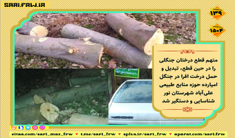 کشف و ضبط چوب آلات قاچاق جنگلی در شهرستان نور