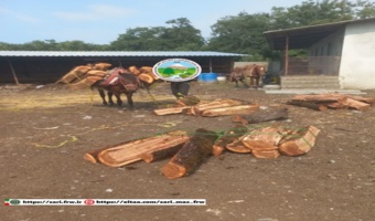 کشف و ضبط چوب‌آلات قاچاق از گونه توسکا در جنگل طرح ایزدشهر