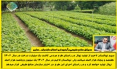 افزایش دو برابری تولید نهال در نهالستان لاجیم سوادکوه در راستای طرح مردمی کاشت یک میلیارد درخت
