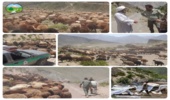 اخراج دام غیرمجاز از مراتع شهرستان آمل