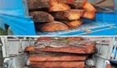 شناسایی و توقیف 2 دستگاه خودرو نیسان حامل چوب آلات قاچاق شهرستان نور