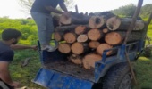 کشف و ضبط محمولات جنگلی در شهرستان نور