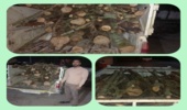 توقیف خودروی حامل چوب قاچاق در شهرستان قائمشهر