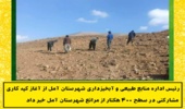 کپه کاری مشارکتی در ۴۰۰ هکتار از مراتع آمل انجام می‌شود 