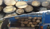 کشف و ضبط چوب آلات قاچاق جنگلی در شهرستان نور