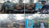 کشف و ضبط چوب آلات قاچاق جنگلی در شهرستان قائمشهر