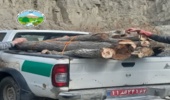  کشف ۱ تن چوب آلات قاچاق در شهرستان نور