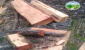 کشف پانصد کیلوگرم چوب آلات قاچاق در شهرستان نور