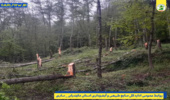 قطع درختان بهشهر؛ اقدام انتقام جویانه‌ی قاچاقچیان چوب