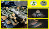 کشف و ضبط ۸۰۰ کیلوگرم چوب قاچاق در شهرستان نور