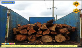  توقیف کامیون حامل چوب قاچاق در آمل
