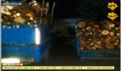 کشف و ضبط چوب آلات قاچاق جنگلی در شهرستان نور