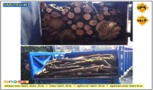 کشف و توقیف چوب جنگلی قاچاق در آمل 