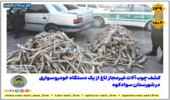 کشف و ضبط چوب آلات قاچاق در شهرستان سوادکوه
