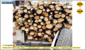 کشف و ضبط چوب قاچاق در شهرستان میاندورود