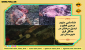 شناسایی متخلف درحین قطع و تبدیل درختان در شهرستان نور 