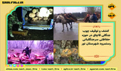  کشف و ضبط چوب قاچاق جنگلی در شهرستان نور 