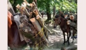 کشف یک استر محموله چوب قاچاق در جنگل‌های شهرستان نور
