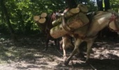 کشف ۲۰۰ کیلوگرم چوب قاچاق در جنگل‌های شهرستان نور
