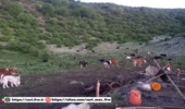 خروج دام غیرمجاز و جمع‌آوری بنه‌های دامی غیرمجاز در جنگل "یخچال" آمل