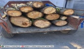 کشف ۵۰۰ کیلوگرم چوب جنگلی قاچاق در شهرستان نور