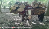 کشف و ضبط یک محموله چوب قاچاق در جنگل‌های هیرکانی شهرستان نور