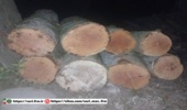 کشف چوب راش قاچاق در آمل/ ۲ راس دواب توقیف شد