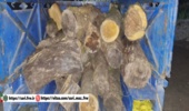کشف و ضبط چوب جنگلی قاچاق در منطقه بندپی شرقی شهرستان بابل