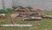 کشف و ضبط چوب جنگلی قاچاق در روستای مرداب شهرستان نور
