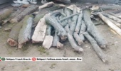 کشف و ضبط چوب جنگلی قاچاق در روستای نرگس کتی شهرستان نور