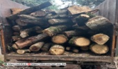 کشف چوب جنگلی قاچاق در آمل