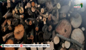 توقیف خاور حامل چوب قاچاق در ساری