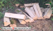 کشف و ضبط چوب‌آلات قاچاق از گونه ممرز در شهرستان نور