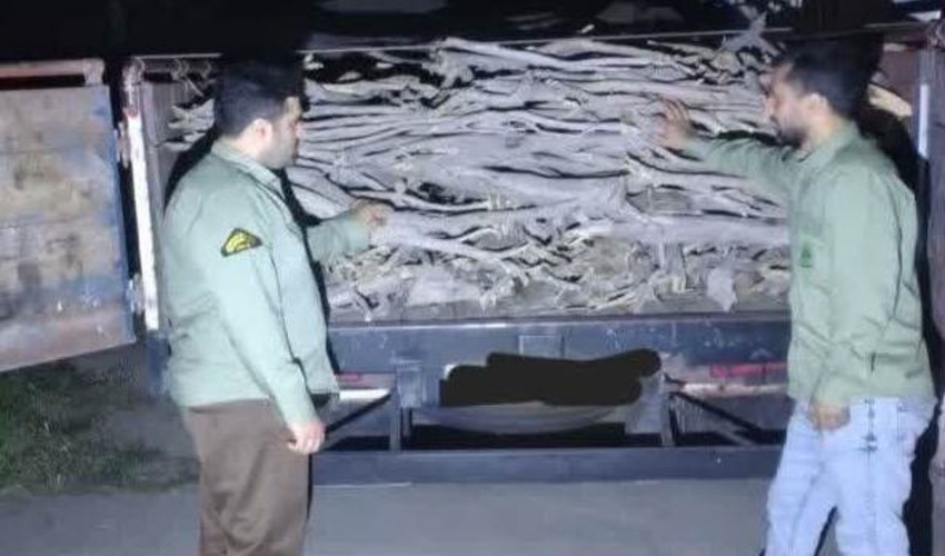 توقیف خودرو کامیونت حامل چوب قاچاق از گونه تاغ در شهرستان میاندورود
