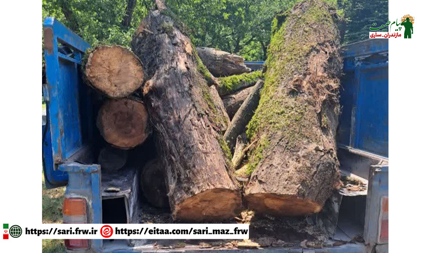 کشف و ضبط چوب‌آلات قاچاق از گونه‌های سپیدار و توسکا در جنگل امیرآباد شهرستان نور