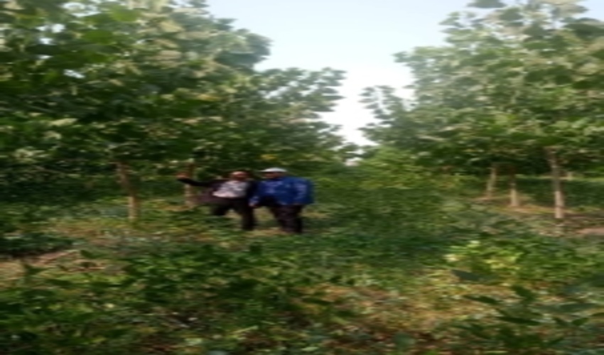 بازدید مجری زراعت چوب کشور از اقدامات و برنامه های منابع طبیعی و آبخیزداری مازندران- ساری